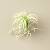 Tillandsia Ionantha 'Mexico' Air Plants - 1.75 Inch