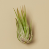 Tillandsia Air Plant Kolby - 10 Pack