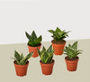 5 Different Snake Plants in 4" Pots - Sansevieria - Live Plant - FREE Care Guide - Anthro-Pop