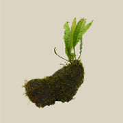 Aquatic Java Fern and Java Moss on Wood - Live Plants - Anthro-Pop