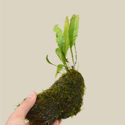 Aquatic Java Fern and Java Moss on Wood - Live Plants - Anthro-Pop