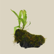 Aquatic Java Fern and Java Moss on Wood - Live Plants - Anthro-Pop