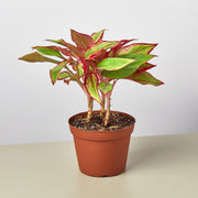 Chinese Evergreen 'Red Siam' - Anthro-Pop