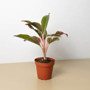 Chinese Evergreen 'Red Siam' - Anthro-Pop