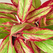 Chinese Evergreen 'Red Siam' - Anthro-Pop