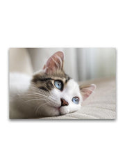 Curious Lying Cat With Blue Eyes Poster -Image by Shutterstock - Anthro-Pop