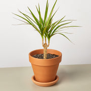 Dracaena 'Marginata Cane' - Anthro-Pop