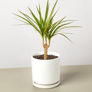 Dracaena 'Marginata Cane' - Anthro-Pop