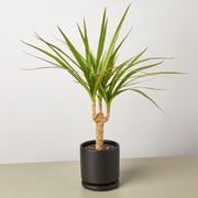 Dracaena 'Marginata Cane' - Anthro-Pop