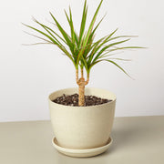 Dracaena 'Marginata Cane' - Anthro-Pop