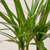 Dracaena 'Marginata Cane' - Anthro-Pop