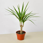 Dracaena 'Marginata Cane' - Anthro-Pop