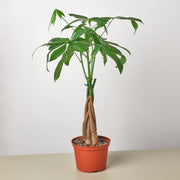 Money Tree 'Guiana Chestnut' Pachira Braid - Anthro-Pop