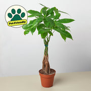 Money Tree 'Guiana Chestnut' Pachira Braid - Anthro-Pop