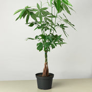 Money Tree 'Guiana Chestnut' Pachira Braid - Anthro-Pop