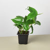 Philodendron Cordatum 'Heartleaf' - Anthro-Pop